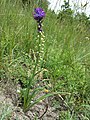 Vorkommen der seltenen Schmalblüten-Traubenhyazinthe (Muscari tenuiflorum) auf einem Trockenrasen am Südabhang des Devínska Kobyla.