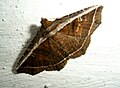 020 Noctuidae ??