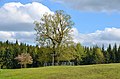 Naturdenkmal 1 Linde, Ziegelhütte Obernheim