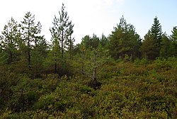 Niibi bog