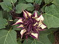 Datura metel 'Black Current Swirl'