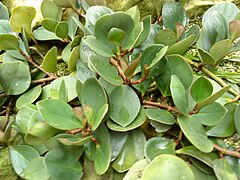 Peperomia obtusifolia