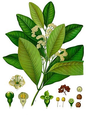 Μπαχάρι (Pimenta dioica), εικονογράφηση από τον Köhler.