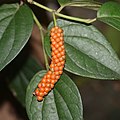 female with fruits