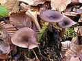 Pseudoclitocybe cyathiformis (Gen. Pseudoclitocybe)