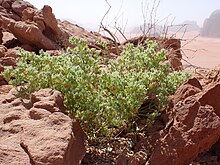 Pteranthus dichotomus in Wadi Rum in Jordan