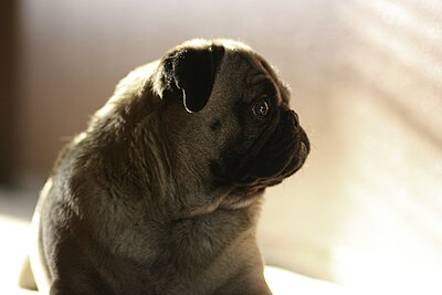 Pugs are well known for their flat but expressive faces (2007)