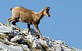 Cantabrische gems in Nationaal Park Picos de Europa.