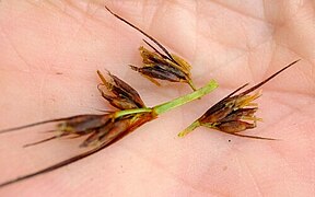 Flower spikes