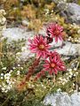 Sempervivum arachnoideum