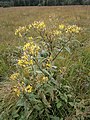 Senecio hercynicus