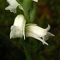 Spiranthes ochroleuca