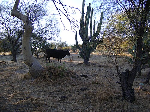 Plant growing near Calvillo, Aguascalientes