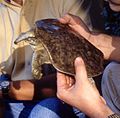 Auf dem Carapax von Weichschildkröten wie dieser Glattrand-Weichschildkröte (Apalone mutica) fehlen die Hornschilde