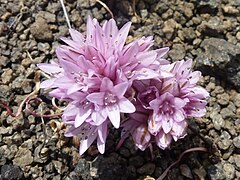 Allium parvum in bloom