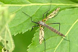 Tipula (Vestiplex) excisa