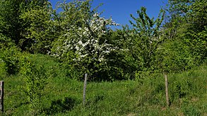 Büsche und blühende Weißdorne