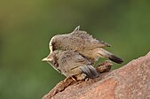 Allopreening in yellow-billed babbler