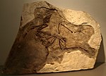 Fossil specimen of Yixianornis Grabaui on display at the museum.