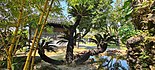 Giant, ancient Cycas revoluta on display in the northern garden.