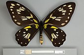 Ornithoptera victoriae regis, female ventral view