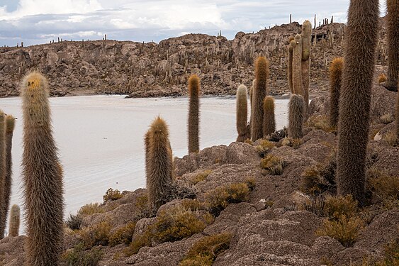 Leucostele atacamensis growing in habitat in Isla Incahuasi, Salar de Uyuni, Bolivia