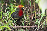 A rotund, dark brown bird with a crimson head and chest