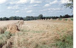 Pola w pobliżu Dolecka