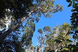 Tabonuco forest.