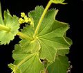 Alchemilla mollis pálhalevelei