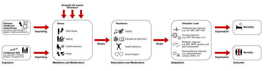 Pathopysiology of allostatic load