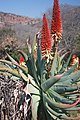 Aloe mutabilis[7]