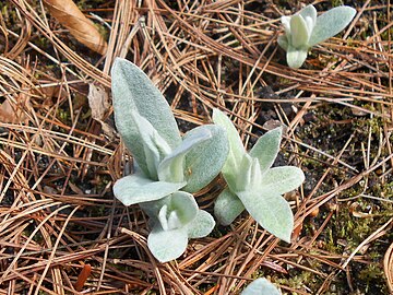 Young plants