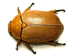 Dorsal view