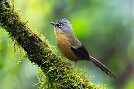 Black-crowned Barwing 0A2A7804