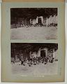 Top: Dogs resting Bottom: The pack of the maids' crew in the kennel yard