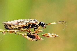 Cephalcia arvensis