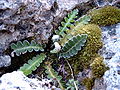 Milzfarn (Asplenium ceterach)