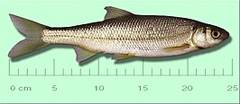 Parachondrostoma toxostoma