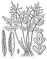 Cryptogramma acrostichoides