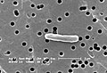 Escherichia coli, contoh monobasilus