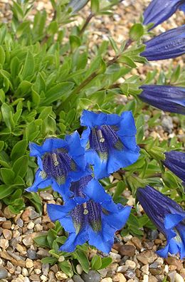 Szártalan tárnics (Gentiana acaulis)