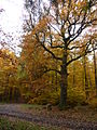 Grenzbaum „Heul-Eiche“, am alten direkten Höhenweg (siehe Westfalenweg) aus dem Hinterland nach Gießen