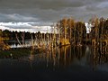 Herbstgewitter im Hohen Moor