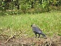 Collecting twigs for building a nest, Central Park (Kolkata)