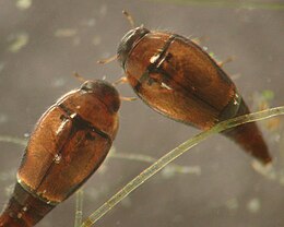 Hydroscapha natans