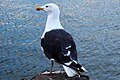 Dolmányos sirály (Larus marinus)