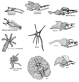 Evolution of the central nervous system