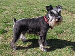 A bitch black-and-silver Miniature Schnauzer