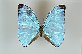 Morpho eugenia